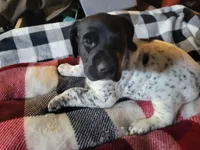 Benelli , a male German Shorthaired Pointer for sale in La Harpe, IL – Photo 2 of 10