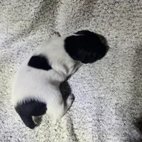 Benelli , a male German Shorthaired Pointer for sale in La Harpe, IL – Photo 8 of 10