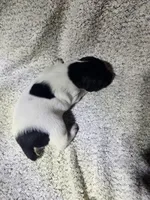 Benelli , a male German Shorthaired Pointer for sale in La Harpe, IL – Photo 6 of 7