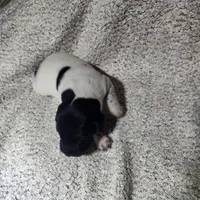 Benelli , a male German Shorthaired Pointer for sale in La Harpe, IL – Photo 10 of 10