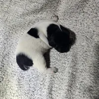 Benelli , a male German Shorthaired Pointer for sale in La Harpe, IL – Photo 7 of 10