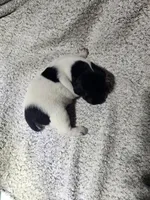 Benelli , a male German Shorthaired Pointer for sale in La Harpe, IL – Photo 4 of 7