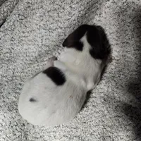 Benelli , a male German Shorthaired Pointer for sale in La Harpe, IL – Photo 5 of 10