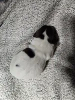 Benelli , a male German Shorthaired Pointer for sale in La Harpe, IL – Photo 2 of 7