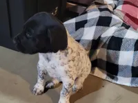 Benelli , a male German Shorthaired Pointer for sale in La Harpe, IL – Photo 3 of 10