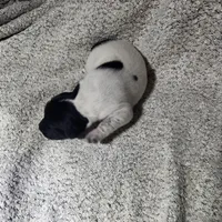 Benelli , a male German Shorthaired Pointer for sale in La Harpe, IL – Photo 9 of 10