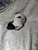 Benelli , a male German Shorthaired Pointer for sale in La Harpe, IL – Photo 7 of 7