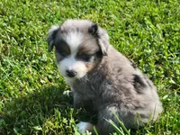 Clara, a male Miniature Australian Shepherd for sale in La Harpe, IL – 3 of 5