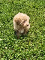 Prince, a male Havapoo for sale in La Harpe, IL – 6 of 10