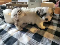 Lilly, a female Mal Shi for sale in La Harpe, IL – 2 of 10