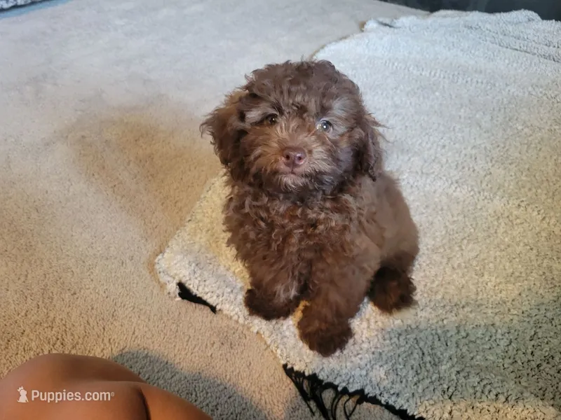 Cocoa  – Poodle - Toy  puppy for sale in La Harpe, IL