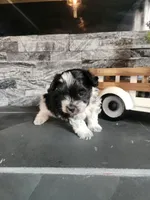 Chip, a male Maltipoo for sale in La Harpe, IL – 5 of 10
