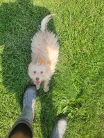 Tater, a male Havapoo for sale in La Harpe, IL – 7 of 10