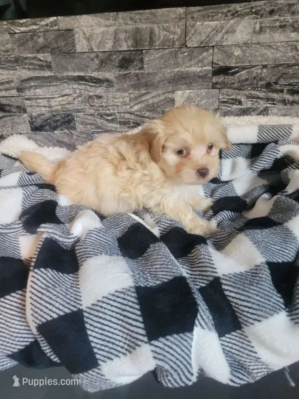 Tater – Havapoo puppy for sale in La Harpe, IL