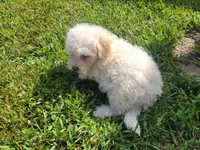 Neo, a male Bichpoo for sale in La Harpe, IL – 2 of 9