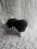 Precious , a female Bichpoo for sale in La Harpe, IL – 10 of 10