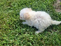 Bella, a female Bichpoo for sale in La Harpe, IL – 4 of 7