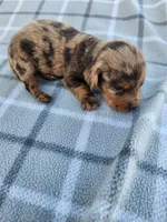 Romeo, a male Miniature Dachshund for sale in La Harpe, IL – 4 of 9