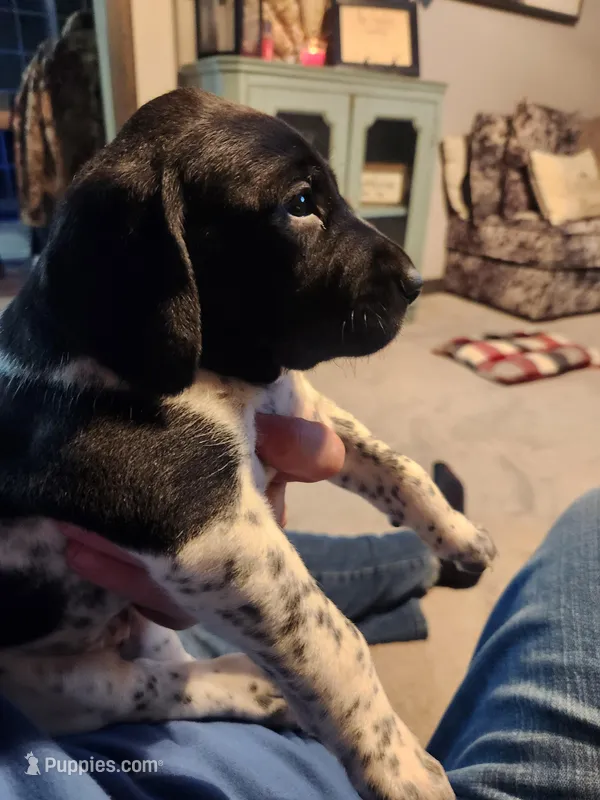 Lilly – German Shorthaired Pointer puppy for sale in La Harpe, IL