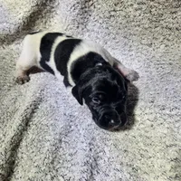 Lilly, a female German Shorthaired Pointer for sale in La Harpe, IL – Photo 6 of 10