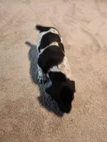 Lilly, a female German Shorthaired Pointer for sale in La Harpe, IL – Photo 10 of 10