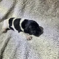 Lilly, a female German Shorthaired Pointer for sale in La Harpe, IL – Photo 8 of 10