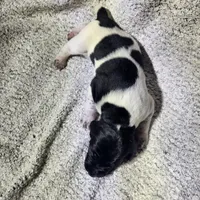 Lilly, a female German Shorthaired Pointer for sale in La Harpe, IL – Photo 5 of 10