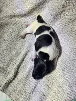 Lilly, a female German Shorthaired Pointer for sale in La Harpe, IL – Photo 3 of 7