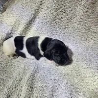 Lilly, a female German Shorthaired Pointer for sale in La Harpe, IL – Photo 7 of 10