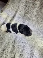 Lilly, a female German Shorthaired Pointer for sale in La Harpe, IL – Photo 6 of 7