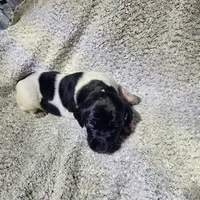 Lilly, a female German Shorthaired Pointer for sale in La Harpe, IL – Photo 3 of 10