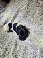 Lilly, a female German Shorthaired Pointer for sale in La Harpe, IL – Photo 7 of 7