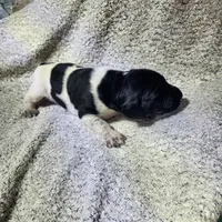 Lilly, a female German Shorthaired Pointer for sale in La Harpe, IL – Photo 4 of 10