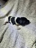 Lilly, a female German Shorthaired Pointer for sale in La Harpe, IL – Photo 2 of 7