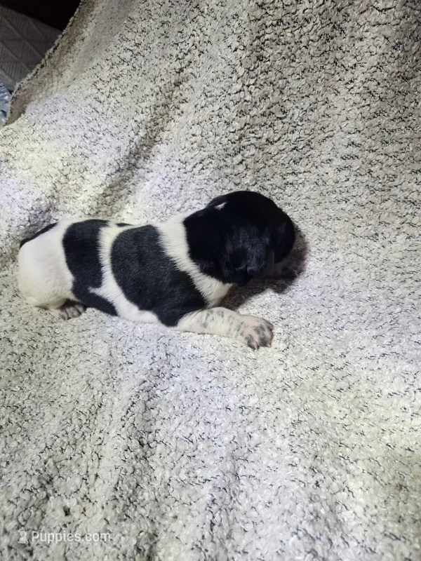 Lilly, a female German Shorthaired Pointer for sale in La Harpe, IL – Photo 1 of 7