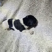 Lilly, a female German Shorthaired Pointer for sale in La Harpe, IL – Photo 2 of 10