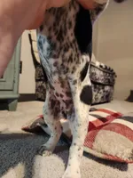 Lilly, a female German Shorthaired Pointer for sale in La Harpe, IL – Photo 9 of 10