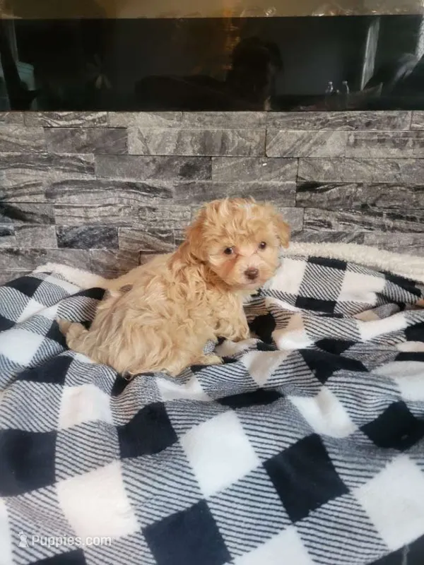 Prince – Havapoo puppy for sale in La Harpe, IL