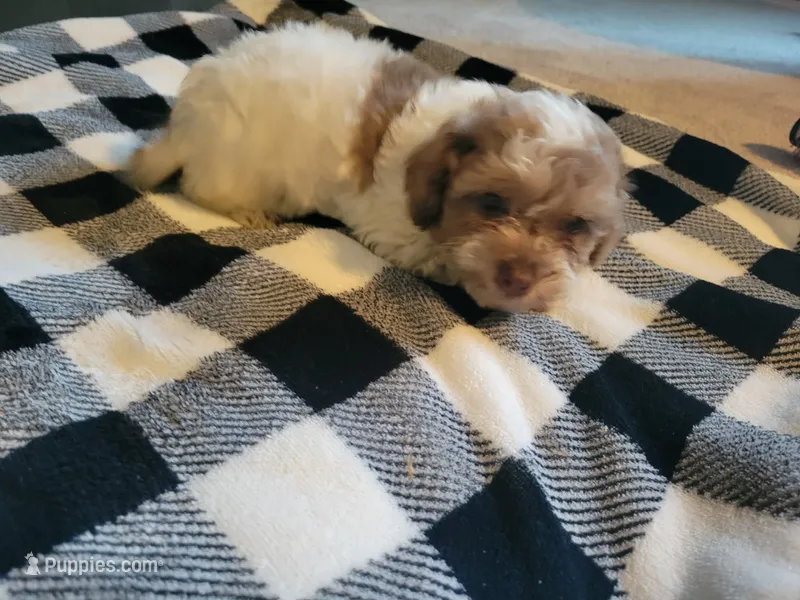 Sissy – Poodle - Toy  puppy for sale in La Harpe, IL