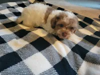 Sissy, a female Poodle - Toy  for sale in La Harpe, IL – 6 of 10