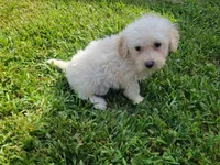 Neo, a male Bichpoo for sale in La Harpe, IL – 6 of 9