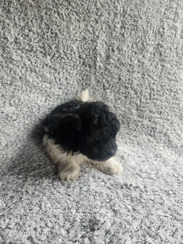 Precious  – Bichpoo puppy for sale in La Harpe, IL