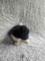 Precious , a female Bichpoo for sale in La Harpe, IL – 8 of 10