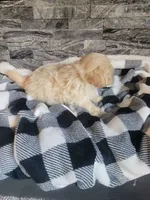 Teddy, a male Havapoo for sale in La Harpe, IL – 2 of 5