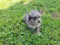 Tinker Bell, a female Bichpoo for sale in La Harpe, IL – 9 of 10