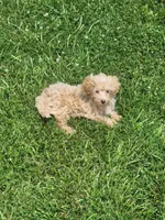 Prince, a male Havapoo for sale in La Harpe, IL – 5 of 10