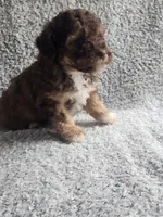 Tinker Bell, a female Poodle - Toy  for sale in La Harpe, IL – 3 of 7