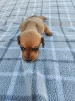 Sissy , a female Miniature Dachshund for sale in La Harpe, IL – 7 of 7