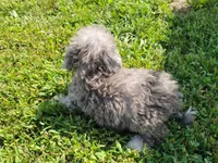 Tinley, a female Bichpoo for sale in La Harpe, IL – 3 of 10