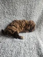 Hank, a male Poodle - Toy  for sale in La Harpe, IL – 5 of 7